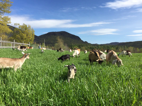 grass-fed goat milk grazing goats