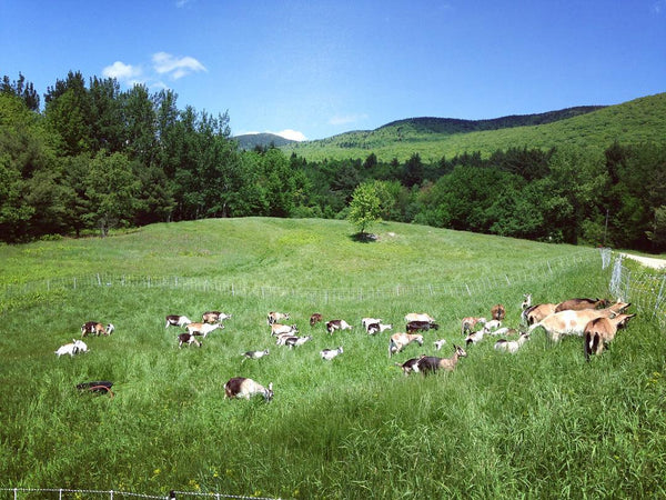 adaptive grazing goats