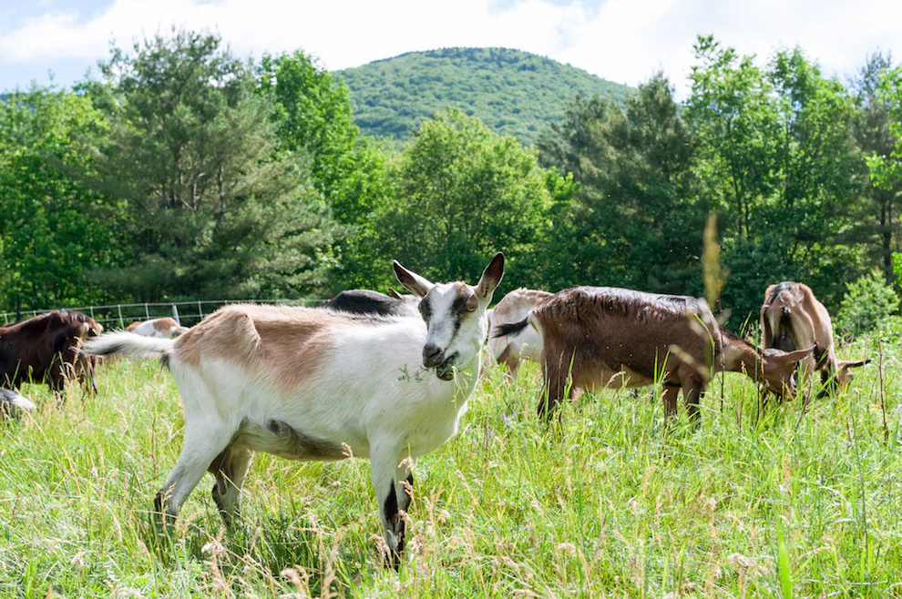 Ice House Farm Grass Fed Goats Milk