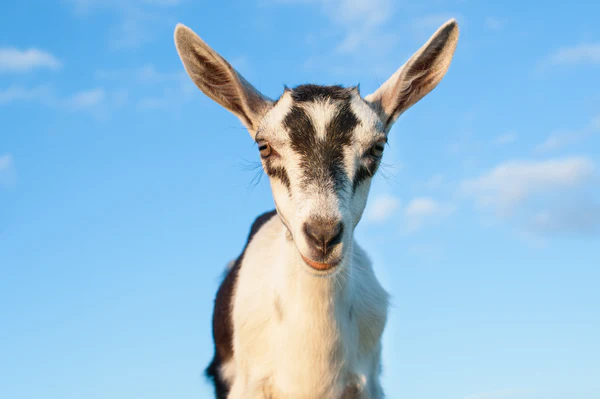 Ice House Farm Raw Goat Milk