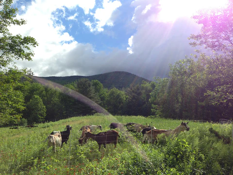 Goats Grazing Browsing Upper Meadow Goshen